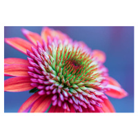 Fotografie Gorgeous echinacea, Daniela Duncan, 40 × 26.7 cm