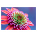 Fotografie Gorgeous echinacea, Daniela Duncan, 40 × 26.7 cm