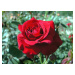 Růže mnohokvětá Poulsen 'Nina Weibull' - Rosa MK 'Nina Weibull', Kontejner o objemu 5 litrů