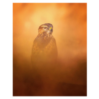 Fotografie Long-legged Buzzard, Faisal Alnomas, 30 × 40 cm