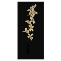 Květy zlaté orchideje, délka cca 90 cm zlaté