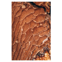 Umělecká fotografie Texture from the forest, Javier Pardina, (26.7 x 40 cm)