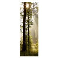 FTNVL 3712 AG Design vliesová fototapeta 1-dílná Morning Forest, velikost 90 x 270 cm