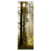 FTNVL 3712 AG Design vliesová fototapeta 1-dílná Morning Forest, velikost 90 x 270 cm