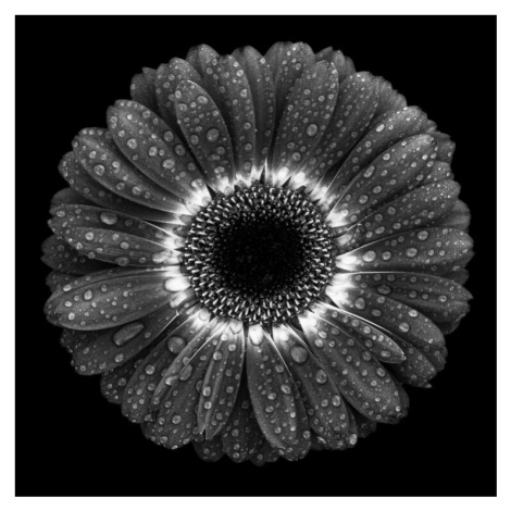 Plakát, Obraz - Floral Drops, Milton Mpounas, 40 × 40 cm