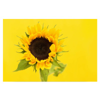 Fotografie Sunflower, Dizzy, 40 × 26.7 cm