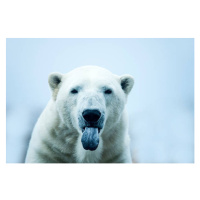 Fotografie Polar Bear closeup portrait, Mark Newman, 40x26.7 cm