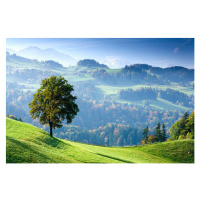 Fotografie Switzerland, Bernese Oberland, tree on hillside, Travelpix Ltd, 40 × 26.7 cm