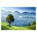 Fotografie Switzerland, Bernese Oberland, tree on hillside, Travelpix Ltd, 40 × 26.7 cm