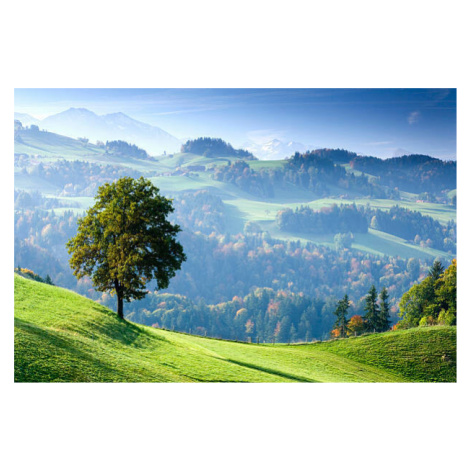 Fotografie Switzerland, Bernese Oberland, tree on hillside, Travelpix Ltd, 40x26.7 cm