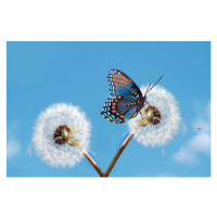 Fotografie Butterfly on dandelion, Maria Wachala, 40 × 26.7 cm