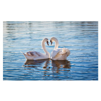 Fotografie Love swans, Nevena Uzurov, 40 × 26.7 cm