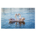 Fotografie Love swans, Nevena Uzurov, 40 × 26.7 cm