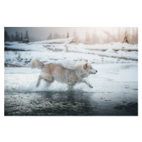 Fotografie Grey wolf running in the frozen, martinagebarovska, 40x26.7 cm