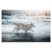 Fotografie Grey wolf running in the frozen, martinagebarovska, (40 x 26.7 cm)