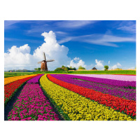Umělecká fotografie Tulips and Windmills, JacobH, (40 x 30 cm)