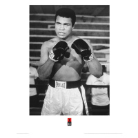 Umělecký tisk Muhammad Ali - Pose, 60 × 80 cm