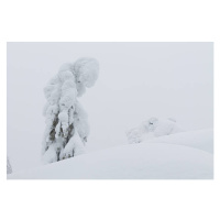 Umělecká fotografie trees on cliff top in winter, GluckKMB, (40 x 26.7 cm)