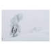 Fotografie trees on cliff top in winter, GluckKMB, (40 x 26.7 cm)