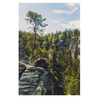 Fotografie Trees growing in forest against sky,Czech Republic, Pawelus / 500px, 26.7 × 40 cm