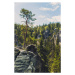 Fotografie Trees growing in forest against sky,Czech Republic, Pawelus / 500px, (26.7 x 40 cm)
