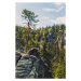 Fotografie Trees growing in forest against sky,Czech Republic, Pawelus / 500px, 26.7 × 40 cm