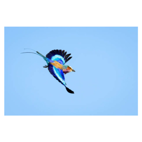 Plakát, Obraz - Lilac-breasted Roller (Coracias caudatus), André Gilden, 40 × 26.7 cm