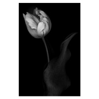 Fotografie Monochrome multi-shaded Parrot Tulip, OGphoto, 26.7x40 cm