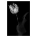 Fotografie Monochrome multi-shaded Parrot Tulip, OGphoto, 26.7 × 40 cm