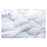 Fotografie Goose Feathers Background, pixonaut, 40 × 26.7 cm