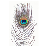 Fotografie Peacock feather, Sisi & Seb, 26.7 × 40 cm