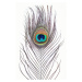 Fotografie Peacock feather, Sisi & Seb, 26.7 × 40 cm