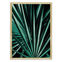 Dekoria Plakát Dark Palm Tree, 70 x 100 cm, Volba rámku: Zlatý
