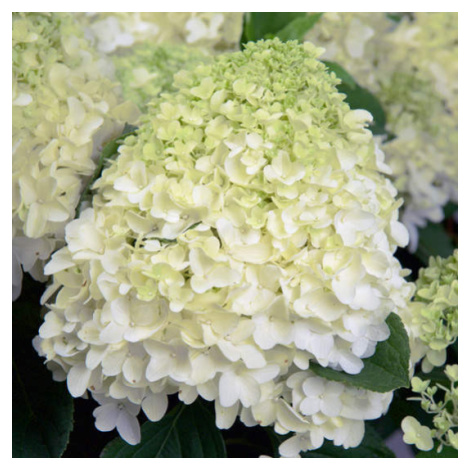 Hortenzie latnatá 'Whitelight' květináč 6 litrů, výška 40/60cm, keř
