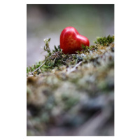 Fotografie Heart figure in the forest - love concept, sanzios85, 26.7 × 40 cm