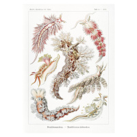 Obrazová reprodukce Nudibranchia–Nacktkiemen Schnecken (1904), Ernst Haeckel, 30 × 40 cm