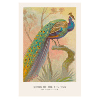 Ilustrace The Indian Peacock (Birds of the Tropics) - George Harris, 26.7 × 40 cm