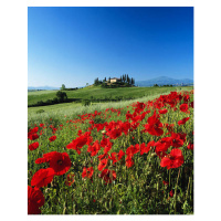 Fotografie Italy, Tuscany, Val d'Orcia, farmhouse on, David C Tomlinson, 30 × 40 cm