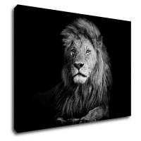 Impresi Obraz Lev černobílý - 70 x 50 cm