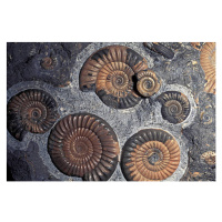 Ilustrace FOSSIL AMMONITES, JURASSIC, PROMICROCERAS PLANICOSTA, UK., Kevin Schafer, 40 × 26.7 cm