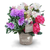 Pěnišník 'Three Sisters' květináč 6 litrů, výška 40/60cm, keř