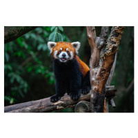 Fotografie Red Panda, close-up of a bear on a tree, Jackyenjoyphotography, 40 × 26.7 cm