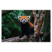 Fotografie Red Panda, close-up of a bear on a tree, Jackyenjoyphotography, 40 × 26.7 cm