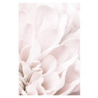 Fotografie Chrysanthemum No 04, Studio Collection, 26.7 × 40 cm