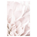 Fotografie Chrysanthemum No 04, Studio Collection, 26.7 × 40 cm