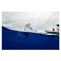 Ilustrace Portuguese man o war floating on, by wildestanimal, 40 × 26.7 cm