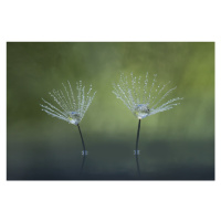 Fotografie Dandelion Flowers, Abdul Gapur Dayak, 40 × 26.7 cm