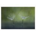 Fotografie Dandelion Flowers, Abdul Gapur Dayak, 40 × 26.7 cm