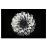 Fotografie Dahlia, Lotte Grønkjær, 40x26.7 cm