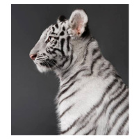 Fotografie Close-up of white tiger against black, Shizu Luminous / 500px, 40 × 40 cm